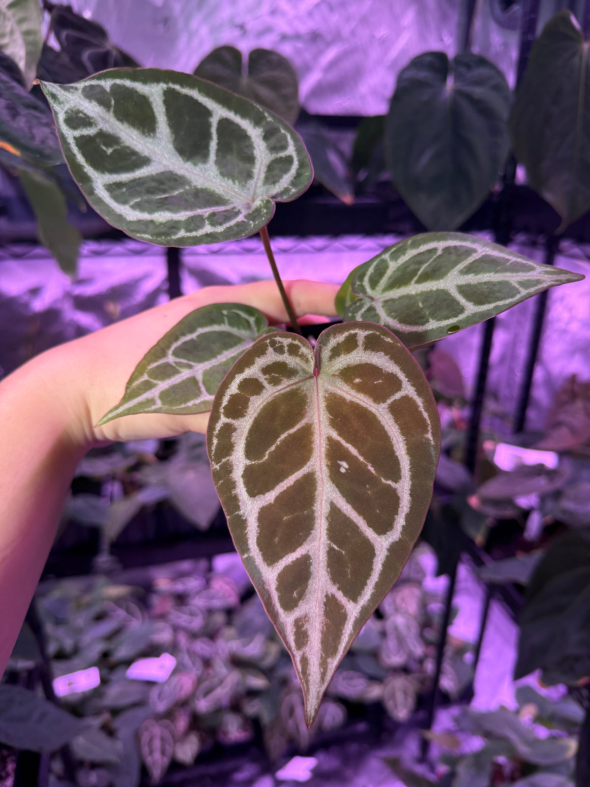 Anthurium SKG Grey x Pink Lemonade