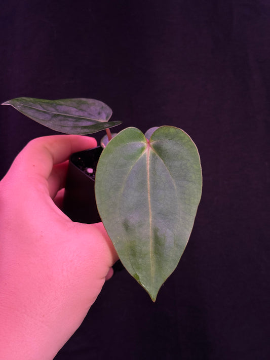 (#825) Anthurium (carla x (cerro x pap)) x carlablackiae (SKG) seedling