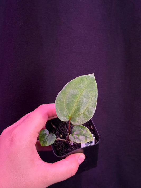 (#853) Anthurium (AOS x BVEP) x papillilaminum "Voldemort"