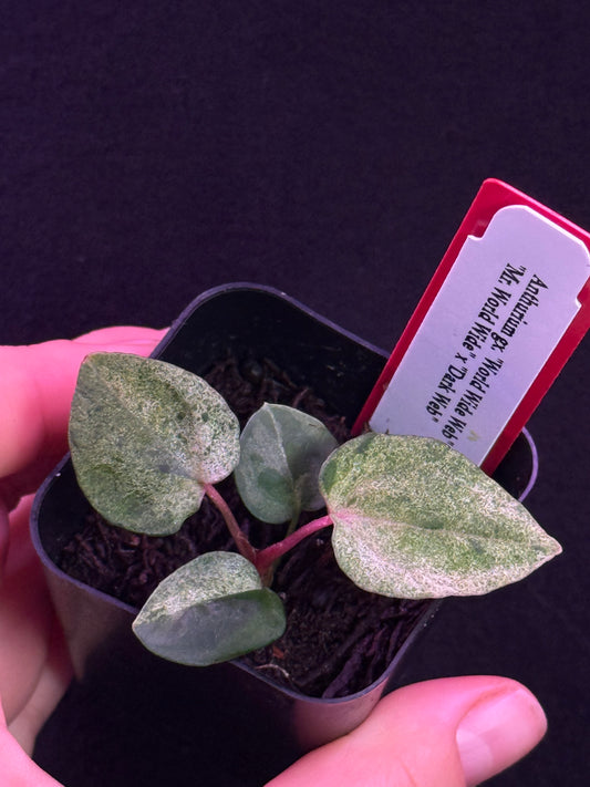 (#859) NEW Variegated gx. “World Wide Web”