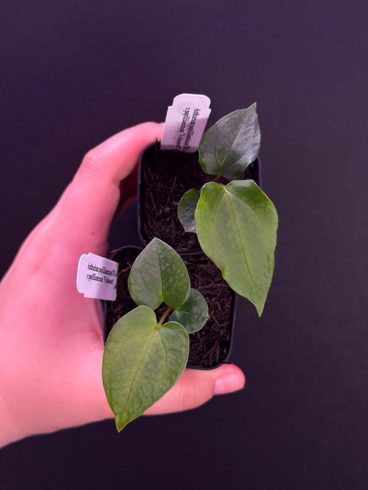 ❕NEW❕Growers choice: Anthurium papillilaminum “Ralph Lynam” clone x papillilaminum “Voldemort”