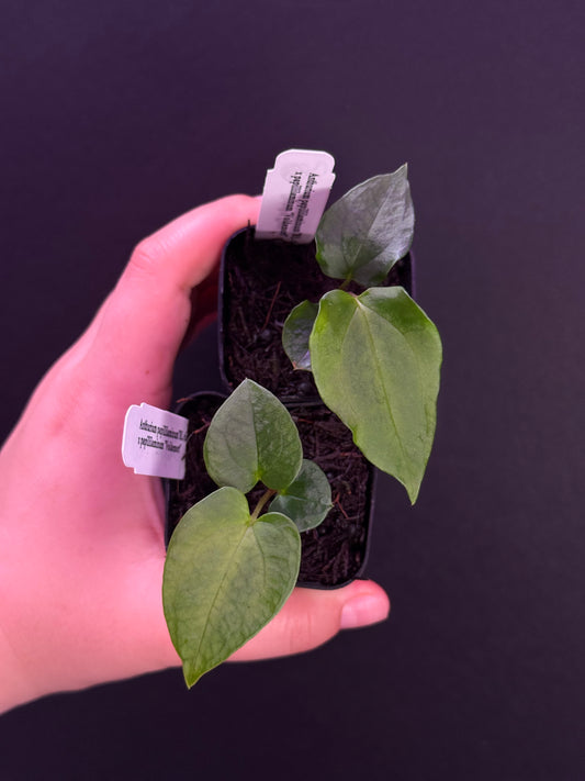 ❕NEW❕Growers choice: Anthurium papillilaminum “Ralph Lynam” clone x papillilaminum “Voldemort”