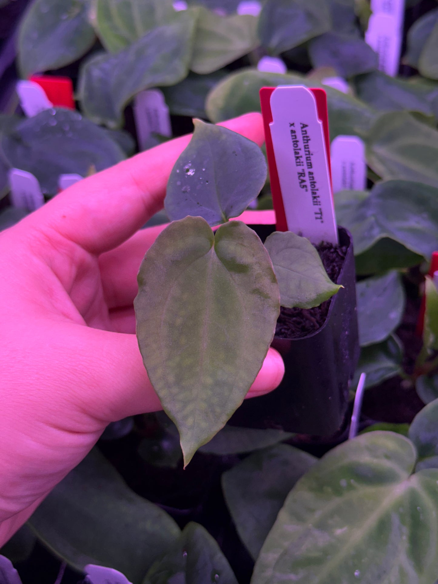 ❕NEW❕Growers choice: Anthurium antolakii “T1” x “RA5”