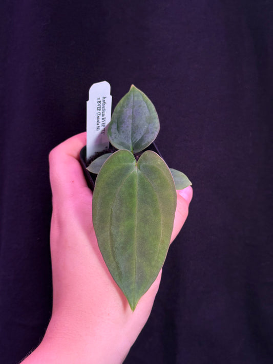 (#846) Anthurium antolakii “T1” x antolakii “Tezula f4”