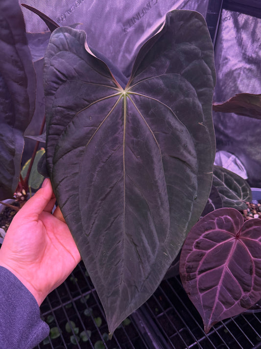 Growers choice: papillilaminum x (pap x antolakii)