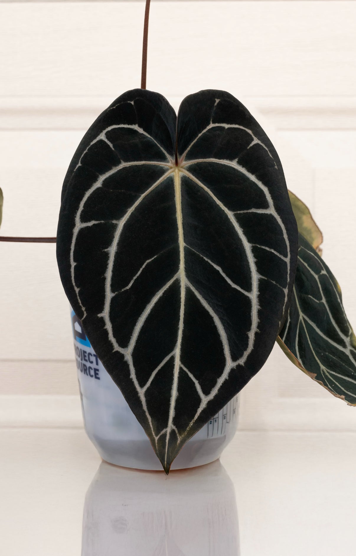 (#856) Anthurium carlablackiae “T3” x dressleri “Narrow” in cataphyll