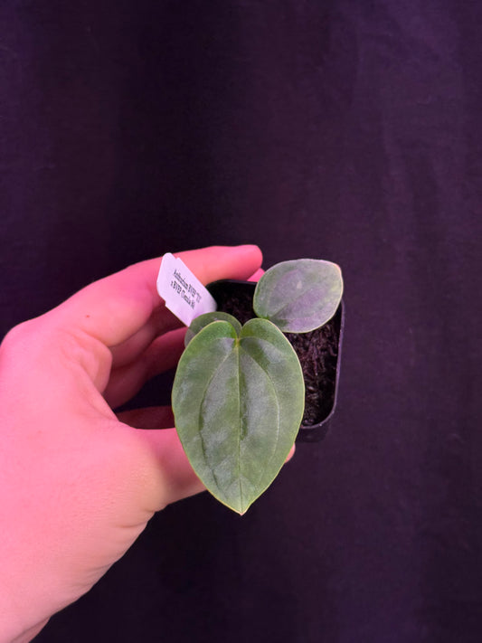 (#830) Anthurium antolakii “T1” x antolakii “Tezula f4”