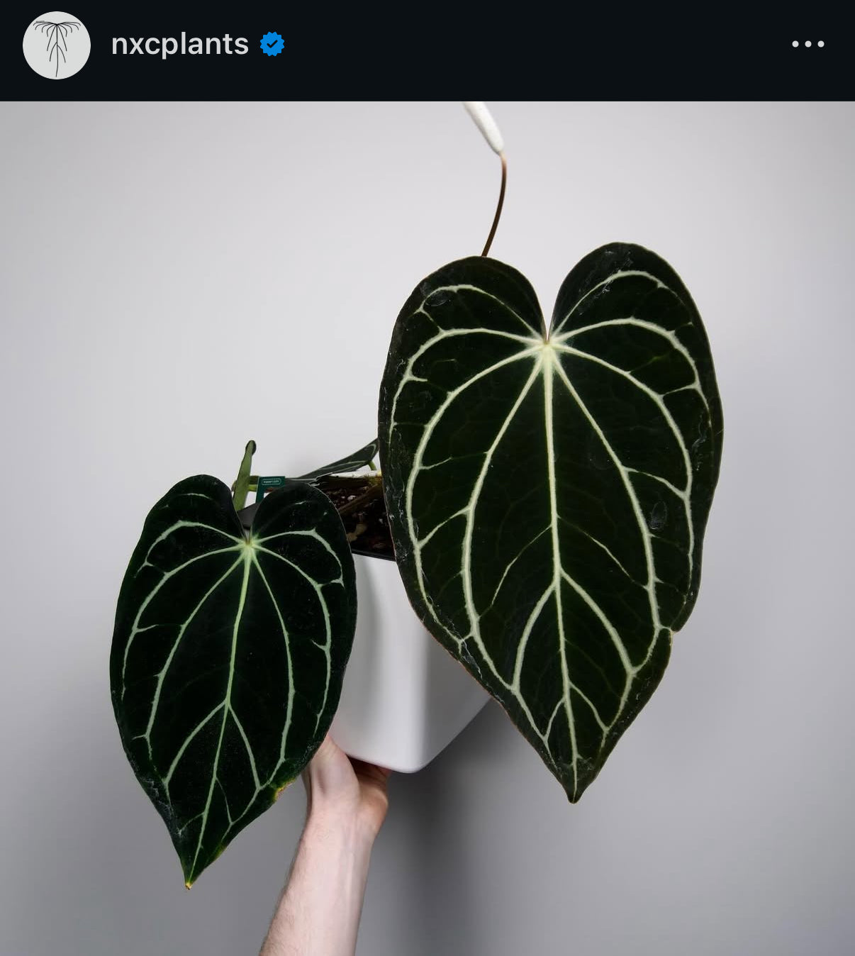 (#1486) Anthurium pap “Voldemort” s1 x carlablackiae “Arachne”