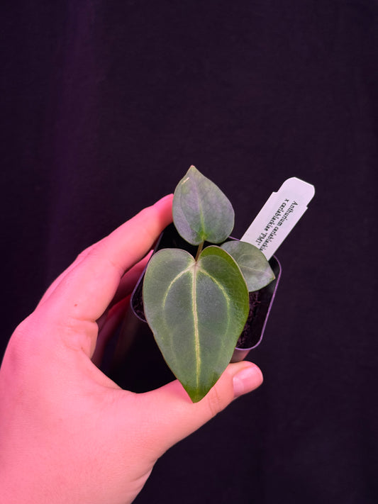 (#858) Anthurium carlablackiae “T1” x carlablackiae "PM1"
