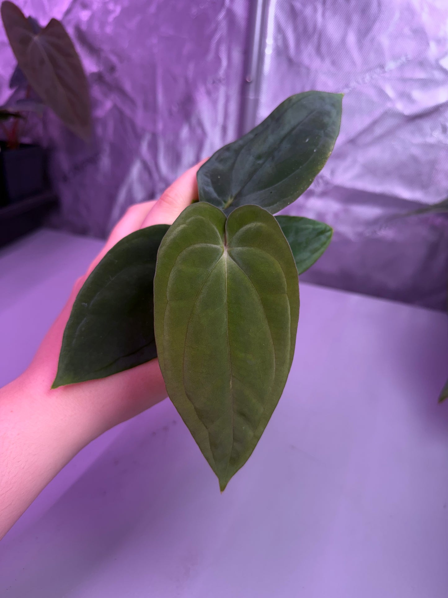 (#1453) Anthurium antolakii (BVEP)