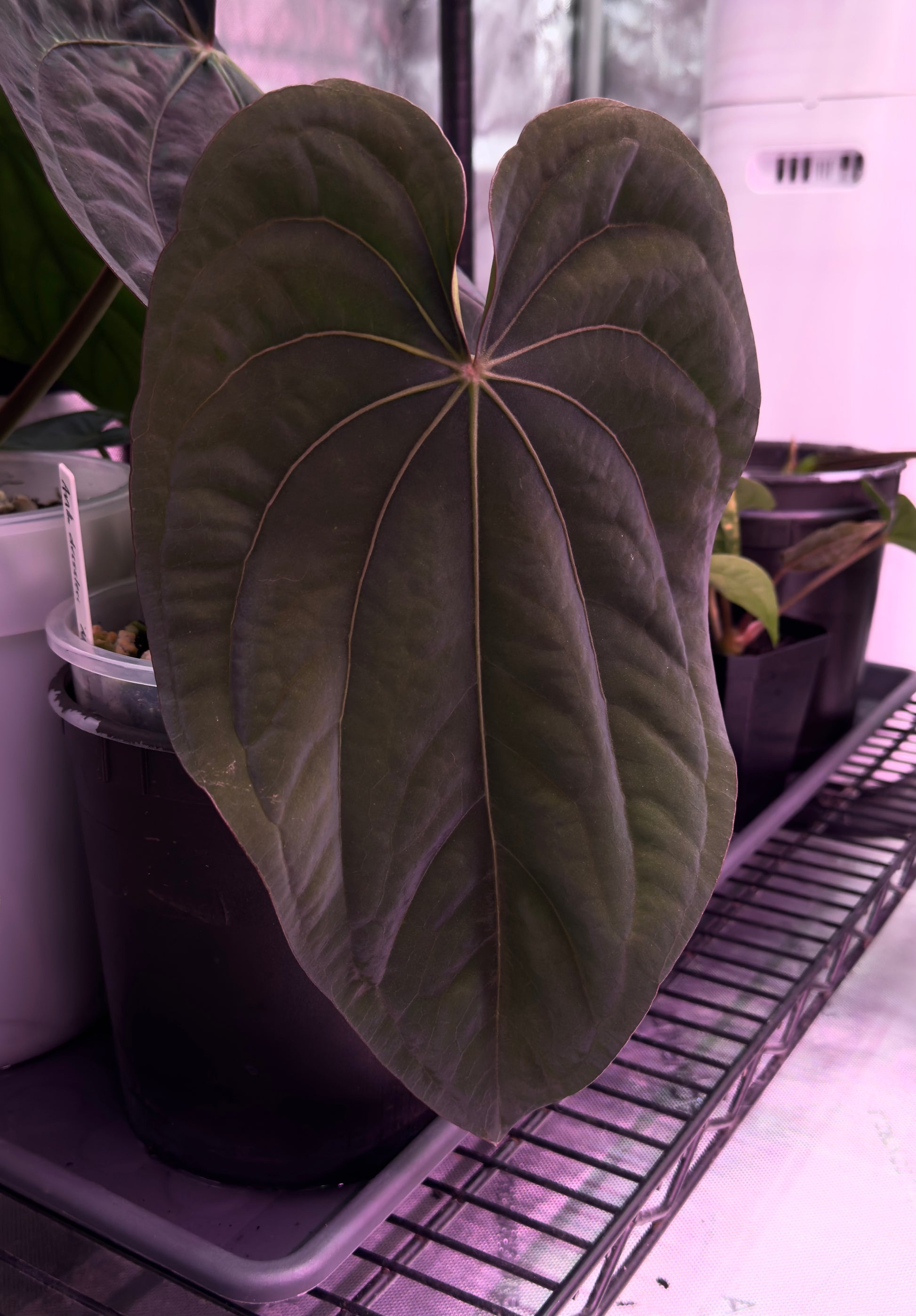 anthurium ace of purple 1548) Anthurium (AOS x BVEP) x dressleri RG – PhytoRot Plant Company
