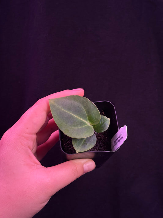 (#852) Anthurium carlablackiae “T1” x carlablackiae "PM1"