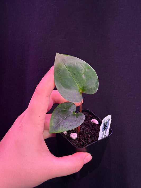 (#844) *select* Anthurium papillilaminum "Voldemort" x self