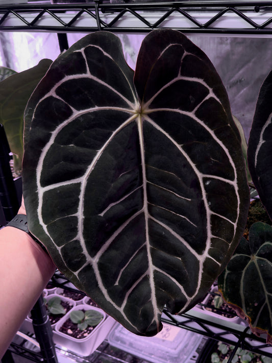 Growers choice: (AOS x BVEP) x carlablackiae “Quarterpounder”