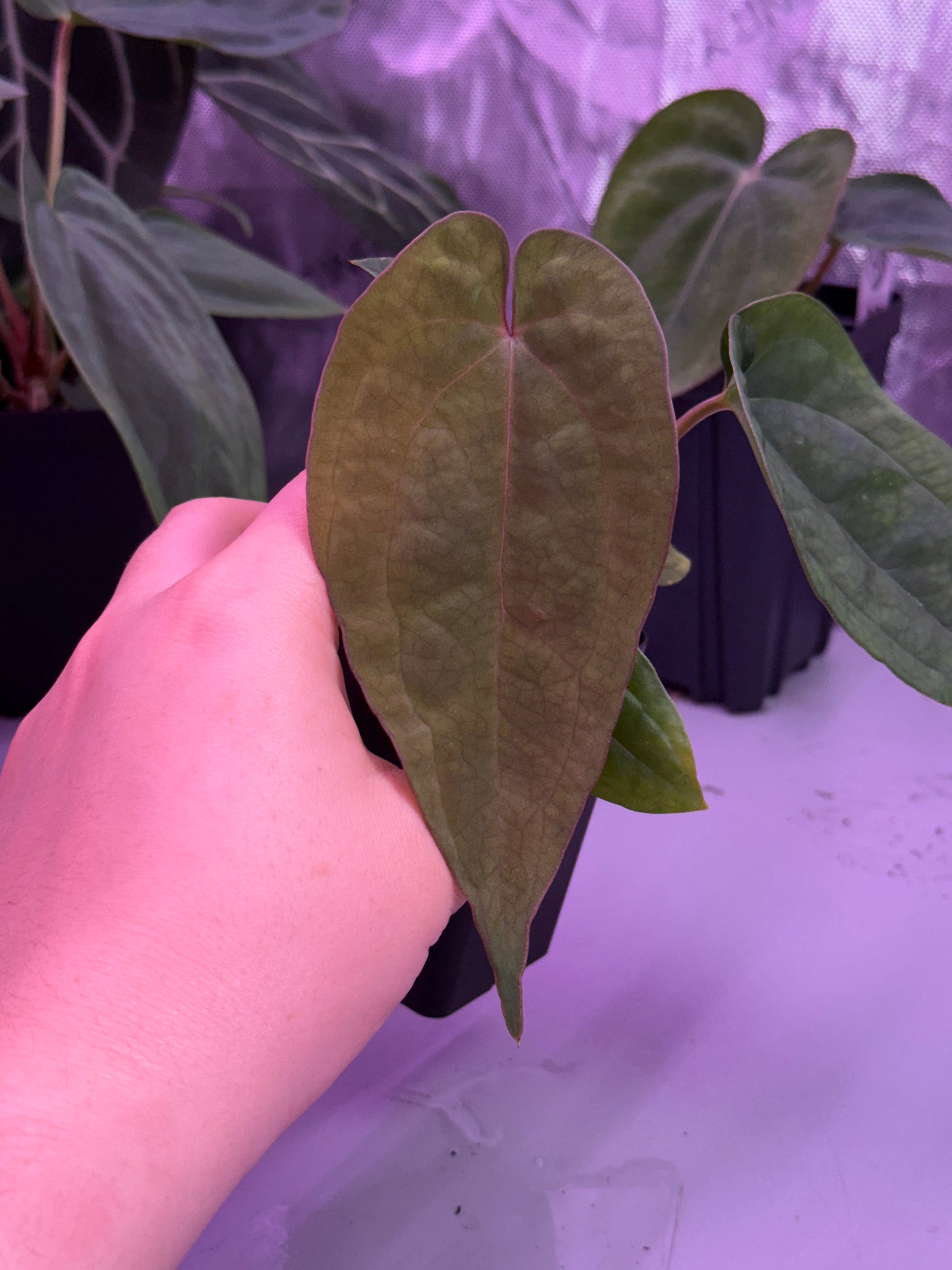 aos anthurium (#1548) Anthurium (AOS x BVEP) x dressleri RG