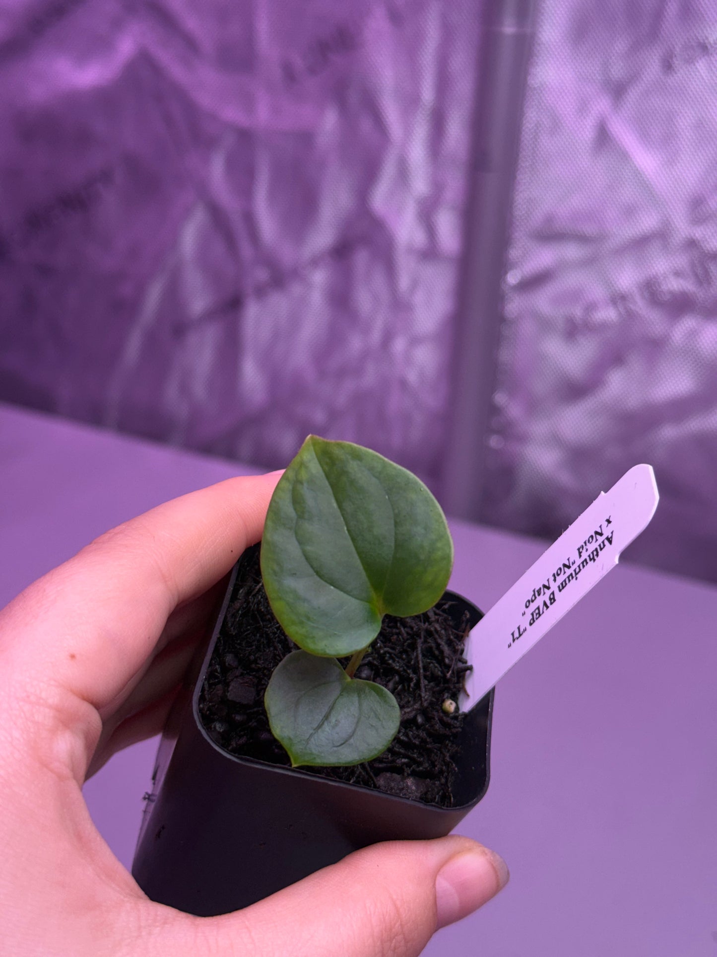 (#1459) ✨NEW✨Anthurium antolakii (BVEP) x NOID “Not Napo”