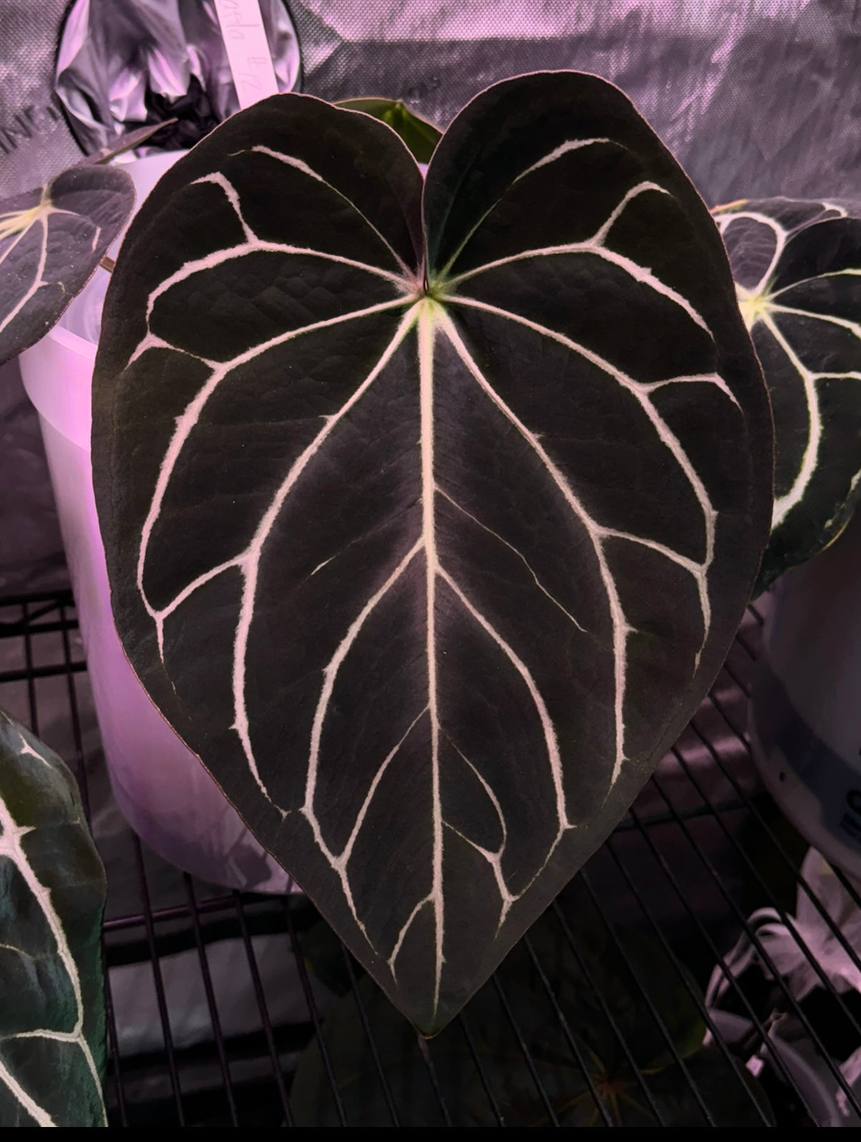 ❕NEW❕Anthurium carlablackiae “P1” x “RA12” seedling
