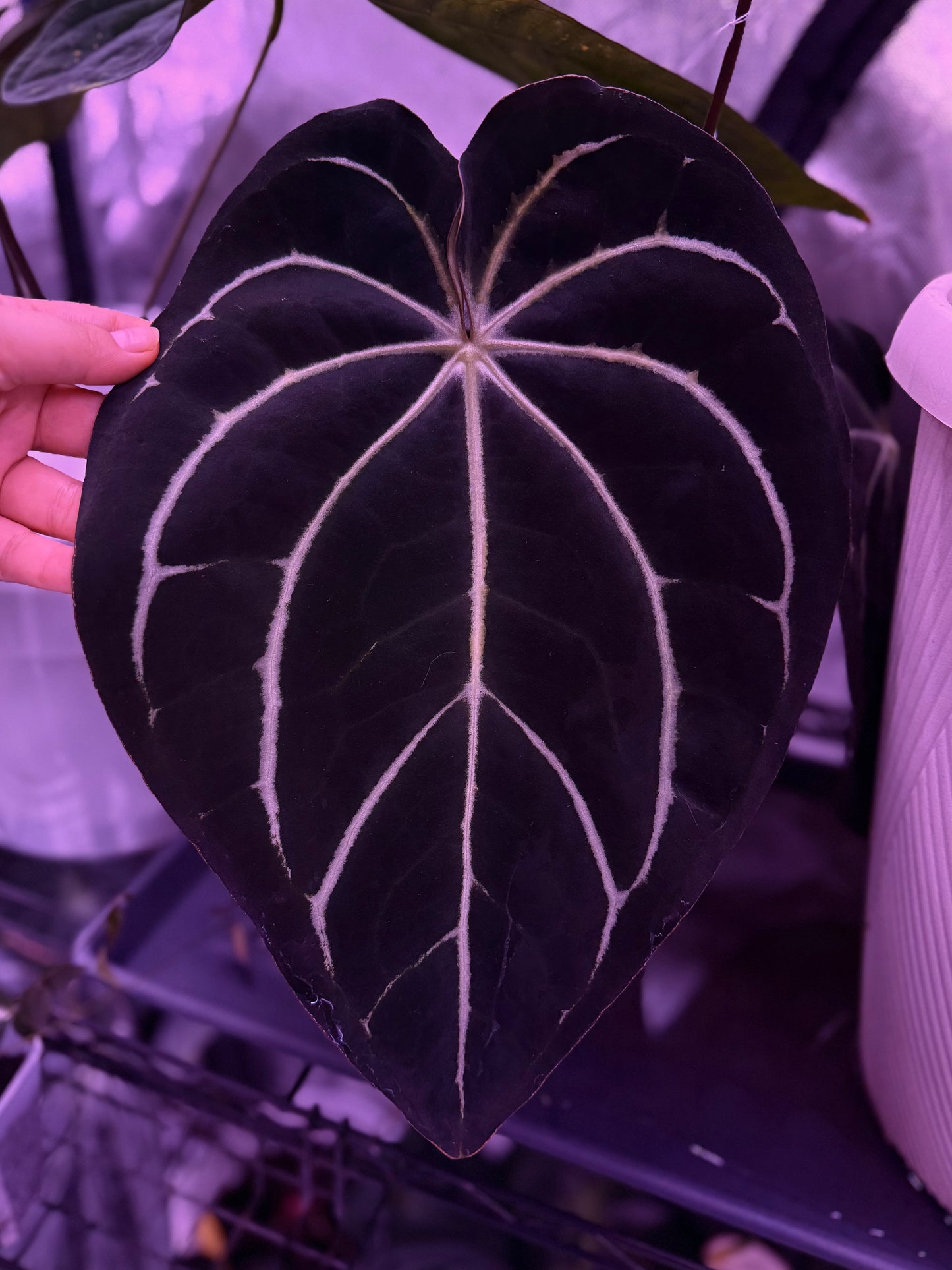 ❕NEW❕Anthurium carlablackiae “P1” x “RA12” seedling