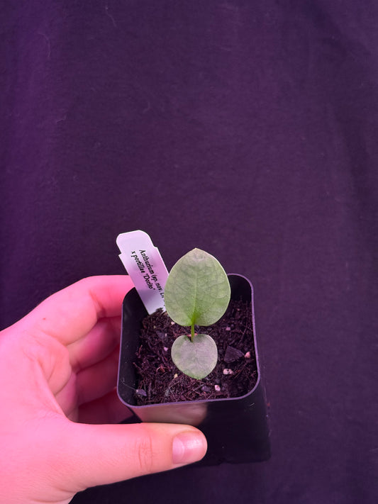 (#855) NEW Anthurium (sp. nov. DF x sp. Napo) x portillae "Dorito"