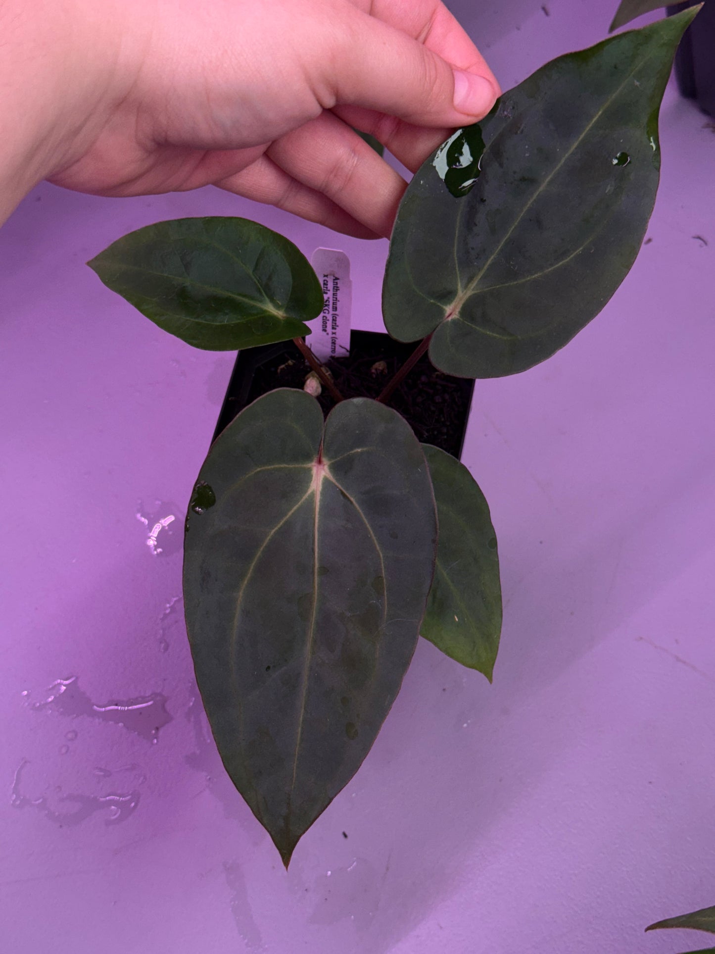 (#93) Anthurium (carla x (cerrocampanense x pap)) x carlablackiae