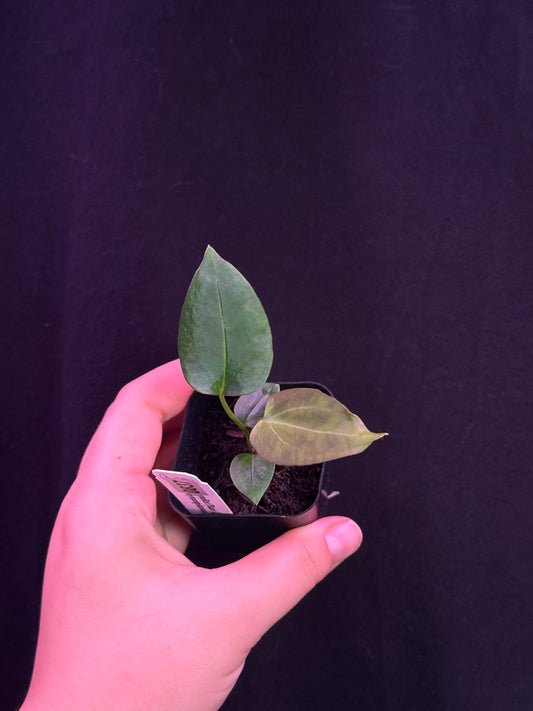 (#837) Anthurium gx. "World Wide Web"