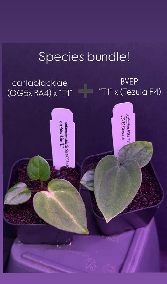 SPECIES BUNDLE