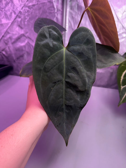 (#181) Anthurium gx. “World War” by Burgal Flowering Farmstead