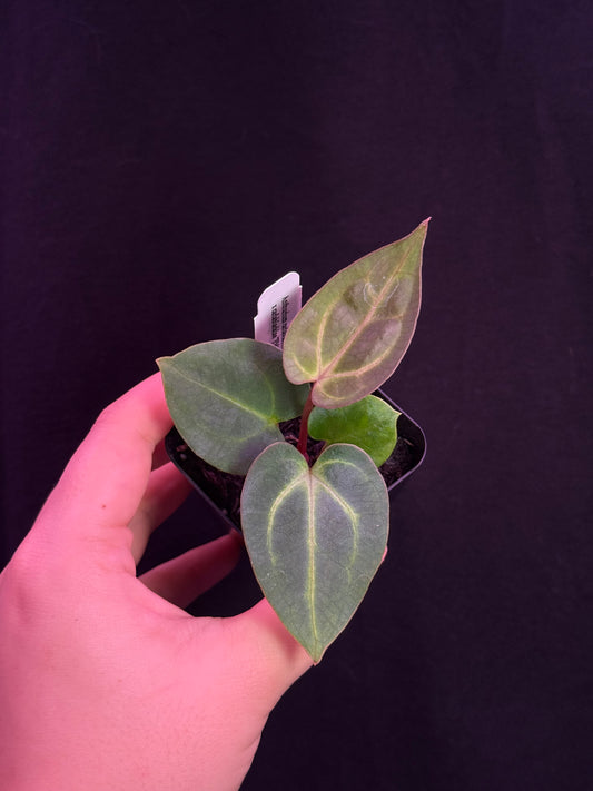 (#842) *select* Anthurium carlablackiae “T1” x carlablackiae "PM1"