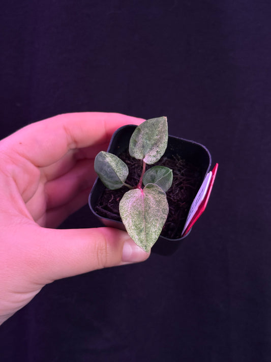 (#859) NEW Variegated gx. “World Wide Web”