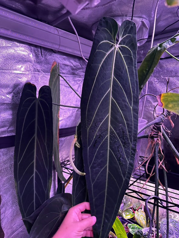 (#181) Anthurium gx. “World War” by Burgal Flowering Farmstead