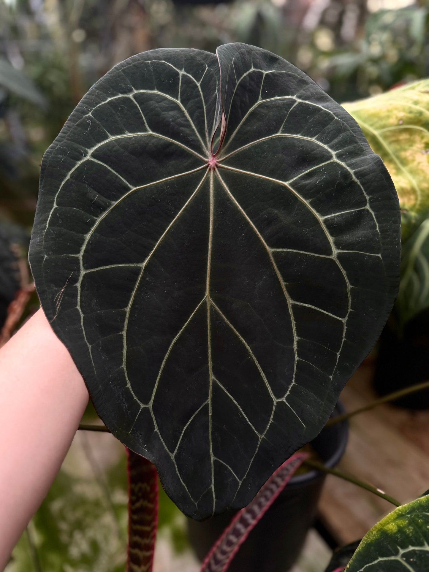 (#517) Anthurium NoID “Dark Web” x BVEP “RA5”