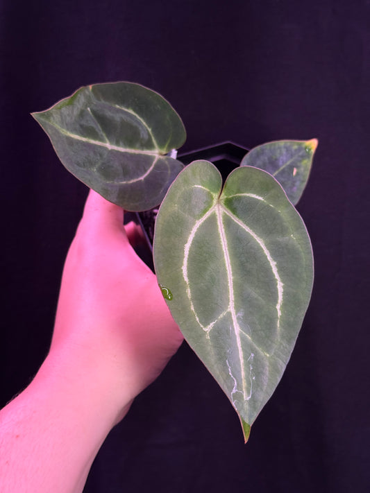 (#843) Anthurium carlablackiae (Round x GPH #1) x "Heinz"