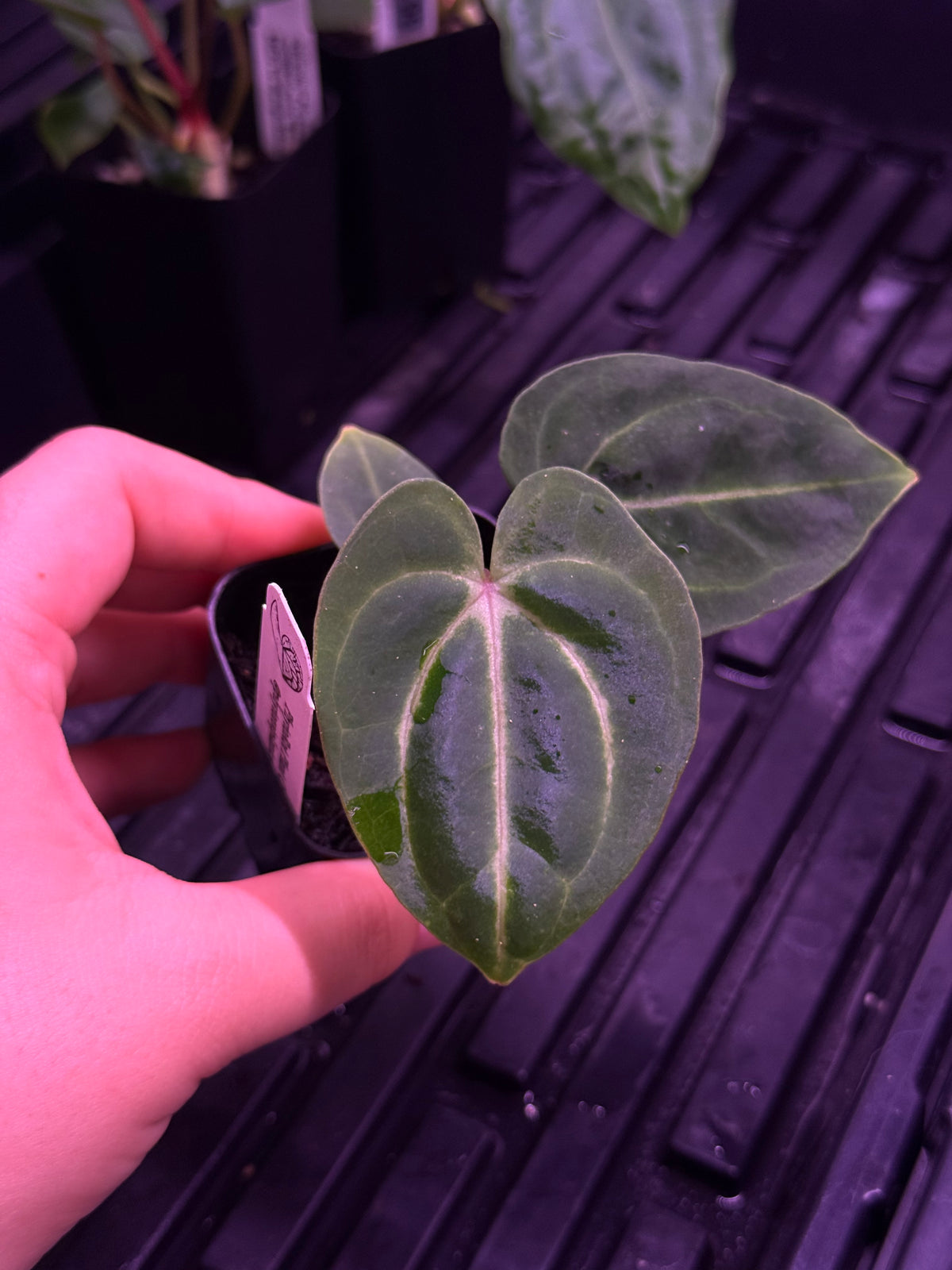 Growers choice:  A. carlablackiae “P1” x “RA12” seedling