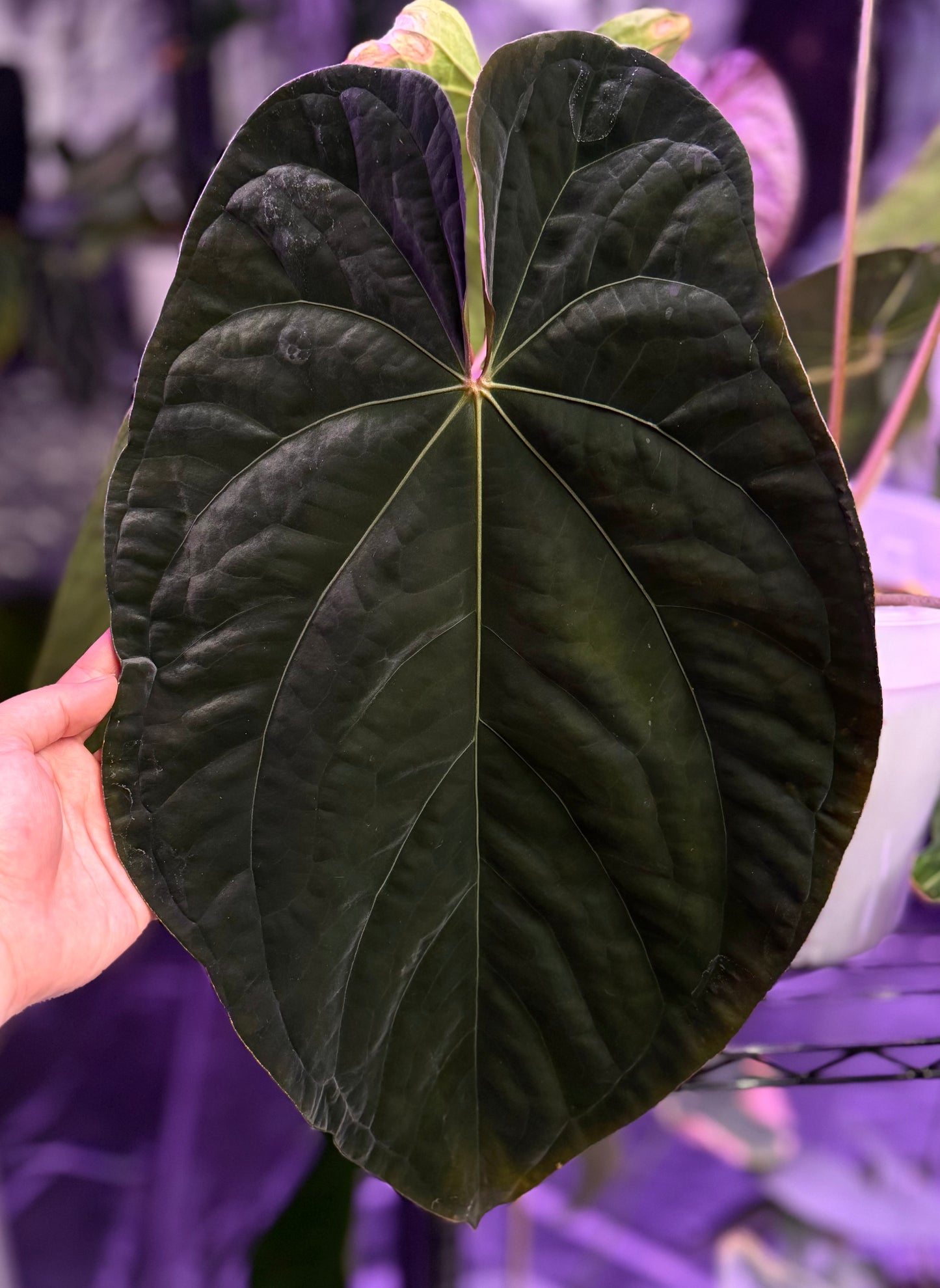 (#193) Anthurium (AOS x BVEP) x dressleri RG