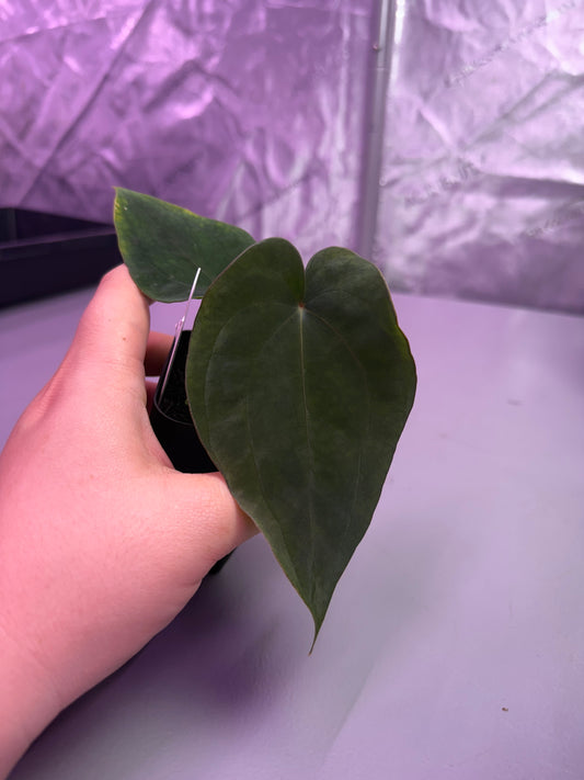 (#193) Anthurium (AOS x BVEP) x dressleri RG