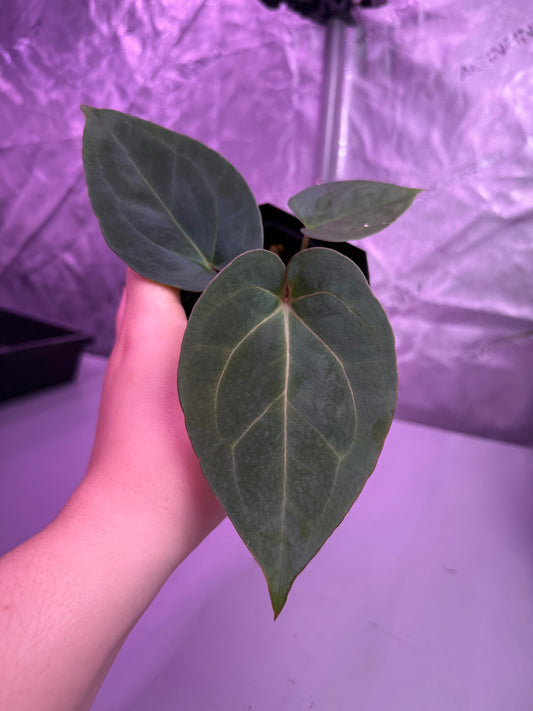 (#1458) Anthurium King of Spades x (Dorayaki x RLFS) by AllieB