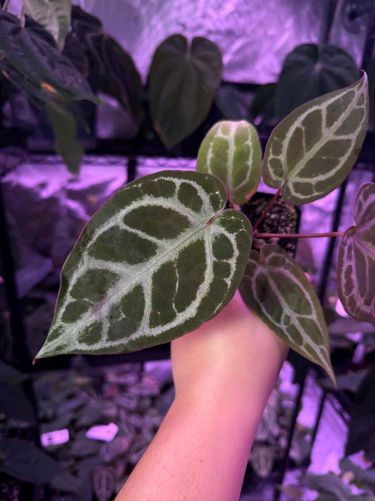 Anthurium SKG Grey x Pink Lemonade