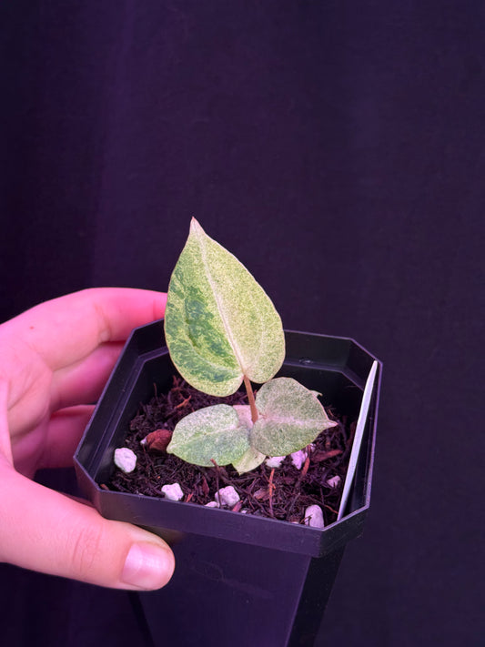 (#861) Variegated A. “Snake Oil 2.0”