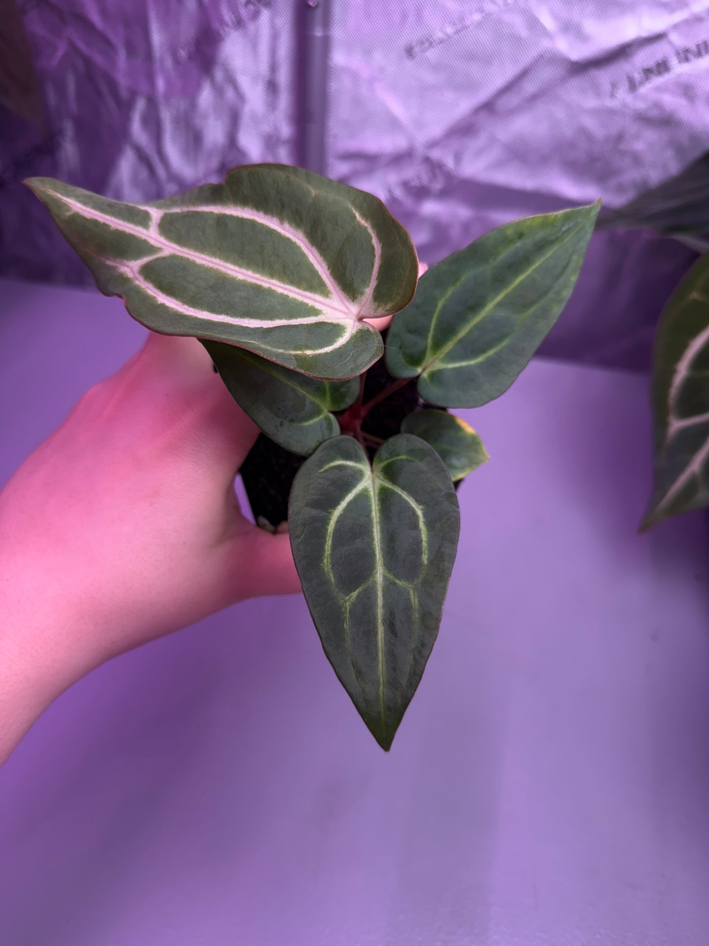 (#1450) Anthurium carlablackiae