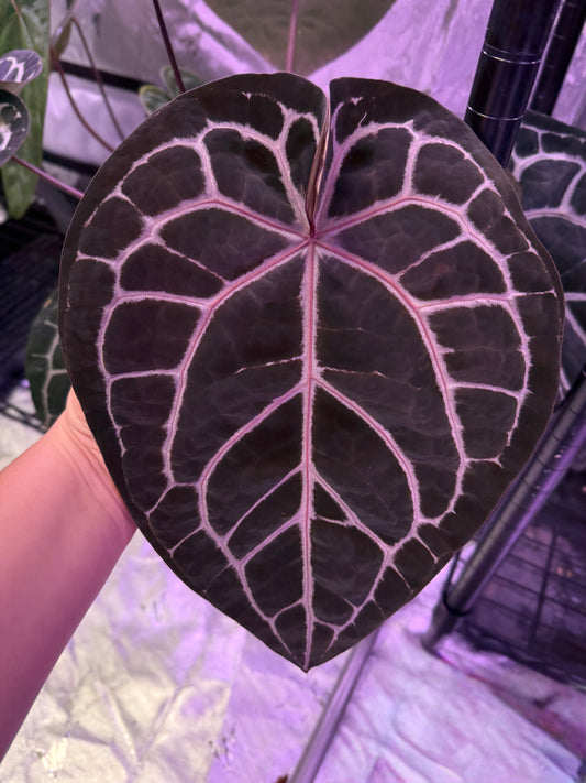 Growers choice: “Silver Blush” x “Red Crystallinum” seedling