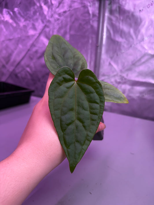 (#1462) Anthurium “Red Vein Dark Pheonix” x debilis by @Max_Aroids