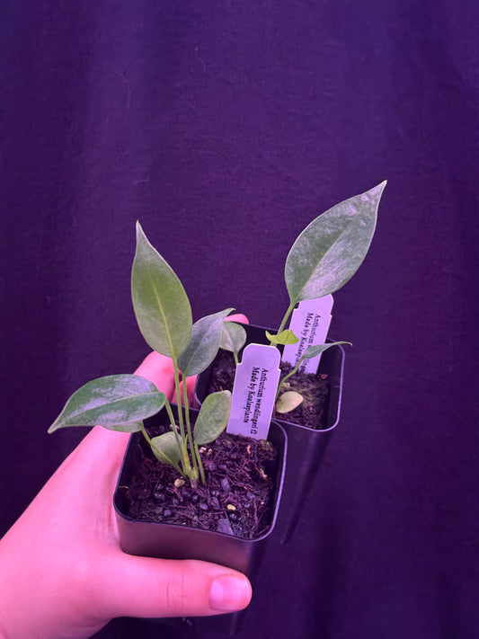 Growers choice: Anthurium wendlingeri f2