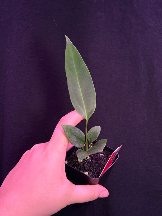(#828) *narrow* Anthurium gx. "World War"
