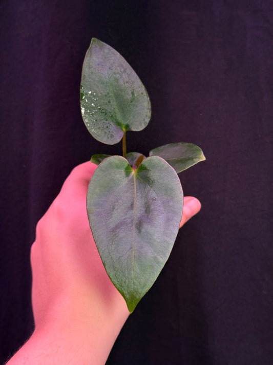 (#827) Anthurium gx. "World War"