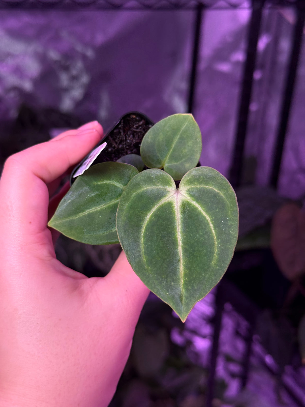 Growers choice:  A. carlablackiae “P1” x “RA12” seedling