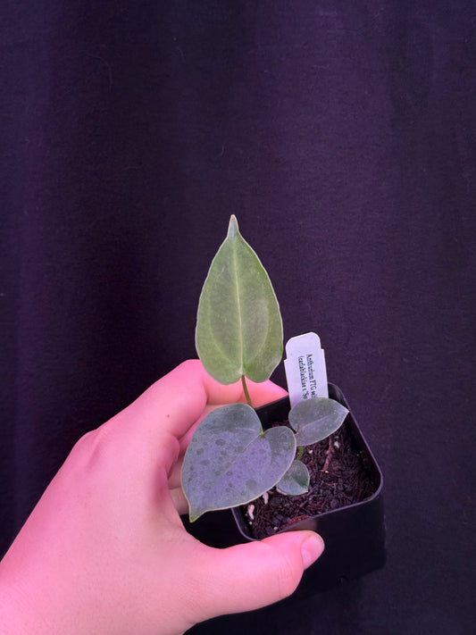 (#839) Anthurium FTG s1 x (carlablackiae x "Soul Reaper")