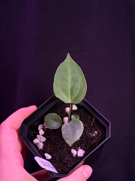 (#850) Anthurium FTG s1 x (carlablackiae x "Soul Reaper")