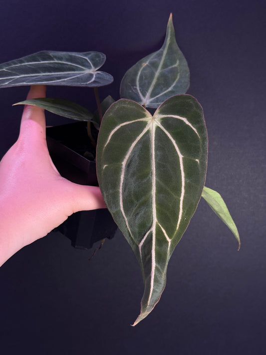 (#1546) Anthurium carlablackiae “T1” x “PM1”