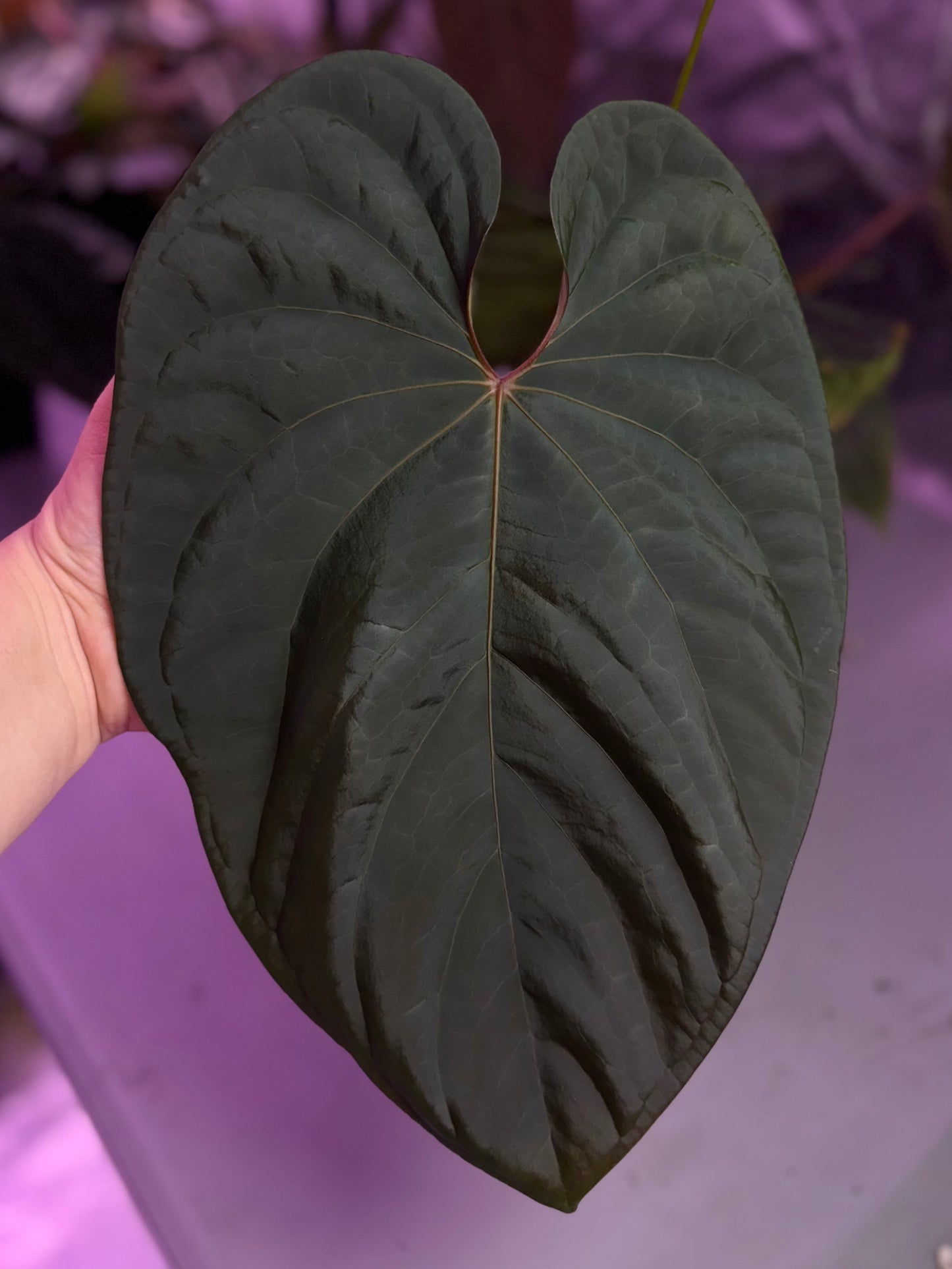 Set of 5 carlablackiae x (BVEP x debilis) sprouts