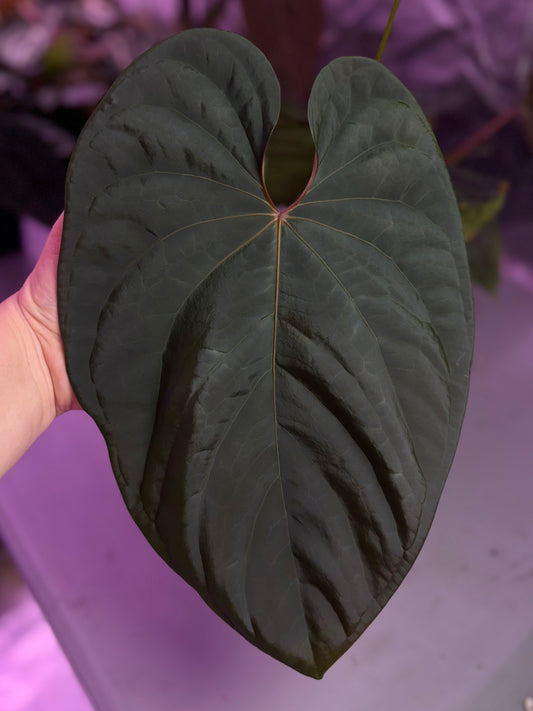 Set of 10 Anthurium carlablackiae x (BVEP x debilis) sprouts